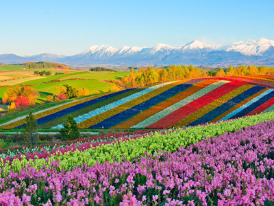 Flower Garden